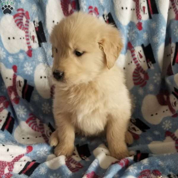 Ranger, English Cream Golden Retriever Puppy